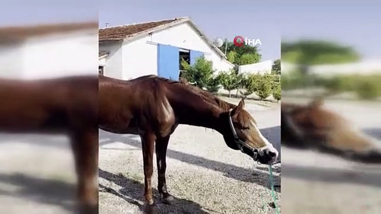 Accablé par la chaleur, le cheval a bu de l'eau en utilisant le tuyau d'arrosage comme paille.
