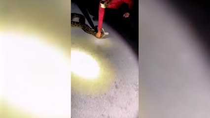 Güney Florida'da en uzun Burma pitonunun yakalandı