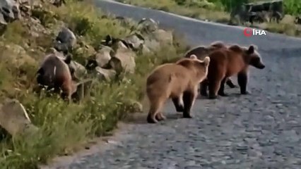 Nemrut'ta 4 yavru boz ayı birlikte görüntülendi