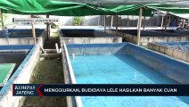 Menggiurkan, Budidaya Lele Hasilkan Banyak Cuan