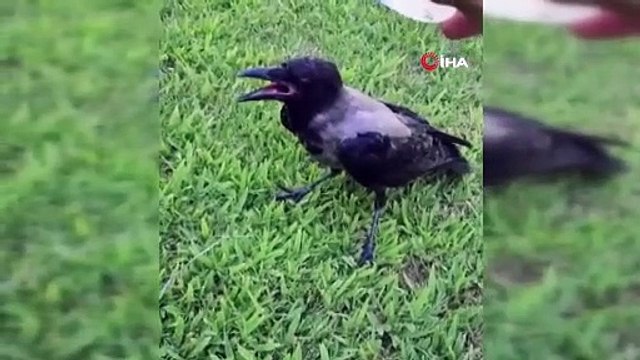 Sıcaklardan etkilenen hayvanların imdadına vatandaşlar yetişti