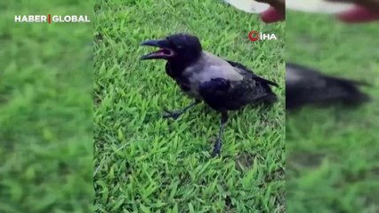 El Nino sıcakları en çok hayvanları etkiledi: Böyle serinlemek istediler