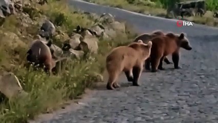 4 bébés ours bruns ont été vus ensemble à Nemrut