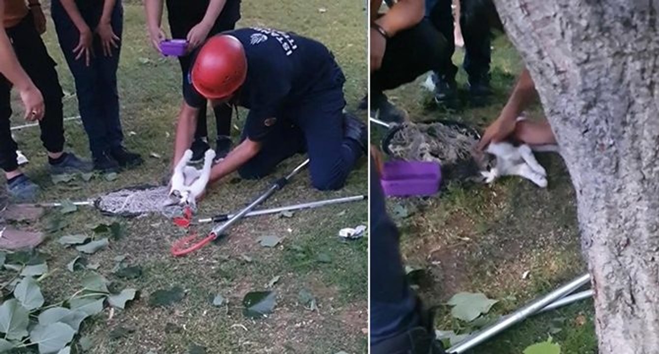 Beyoğlu’nda kedi kalp masajıyla hayata döndü