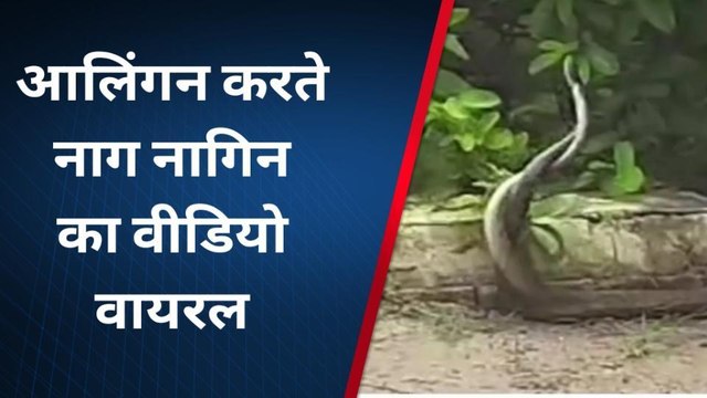 देखिए नाग नागिन के आलिंगन का वीडियो, सावन के सोमवार को अद्भुत होते हैं दर्शन