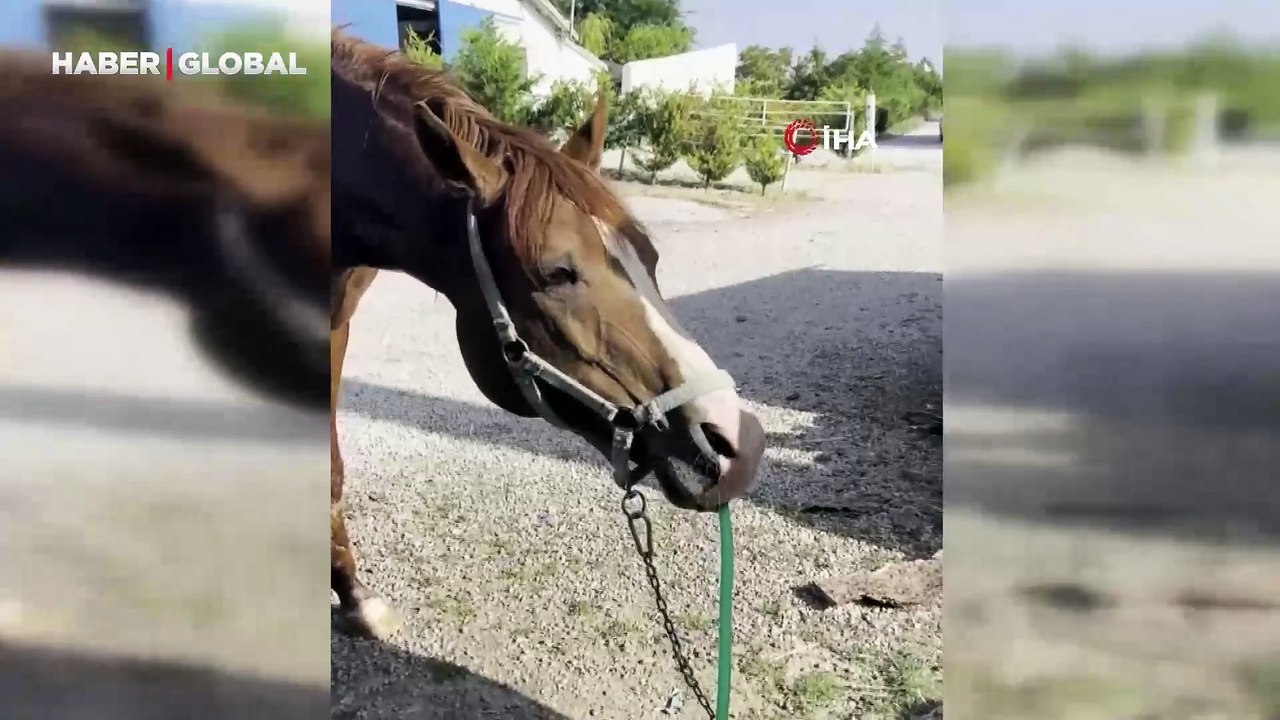 Bahçe hortumunu pipet gibi kullanarak su içti: Sevimli atın görüntüleri gülümsetti