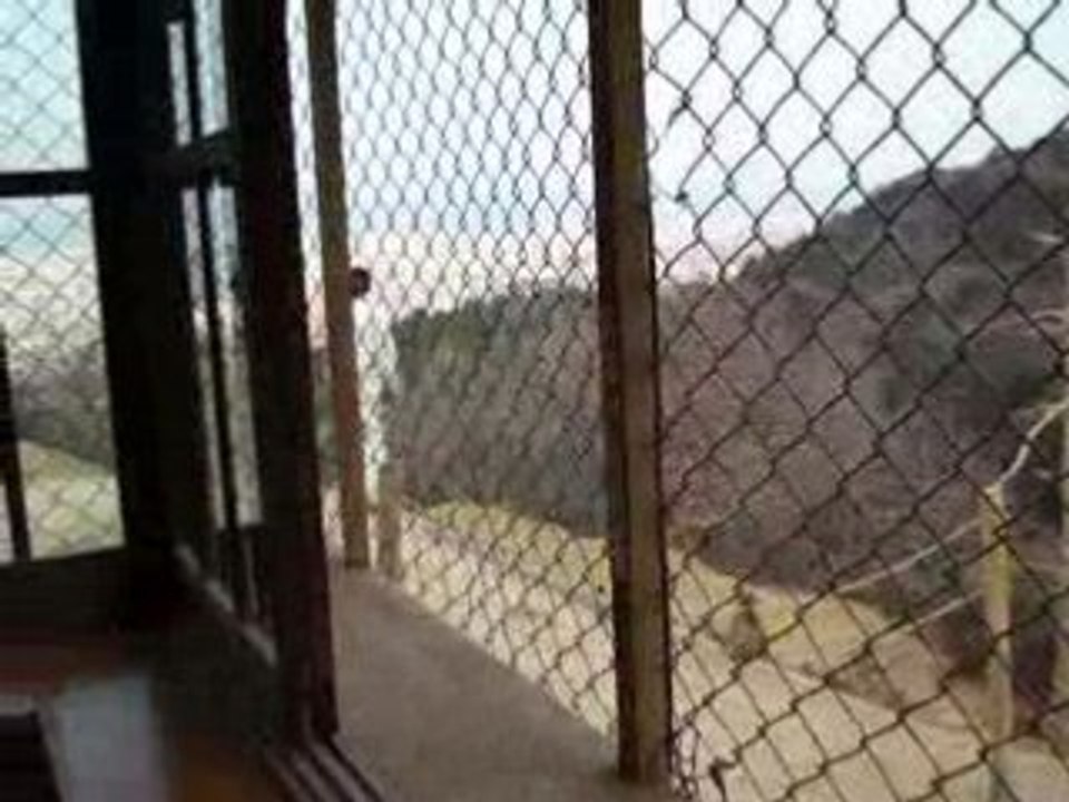 Monkey_Park3
