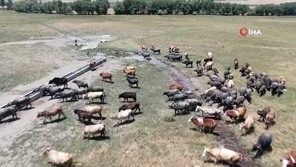 Sıcağı sevmeyen mandaların çamur banyosu