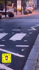 Rats in Halifax town centre