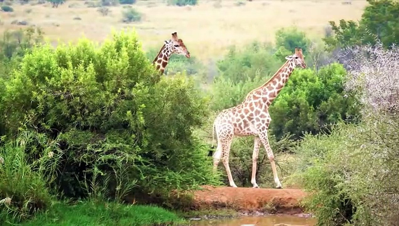 wildlife-animal-planet-ultra-hd-part-1-no-copyright
