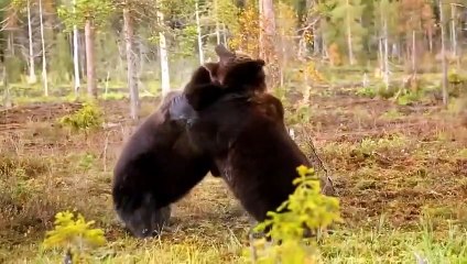 Animals Fight! Bear Decided Defeat Tiger To Escape! Bear vs Tiger