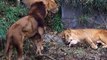 EXCLUSIVE! FIERCE BATTLES OF LIONS AND TIGERS FOR LIFE