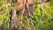 EXTREMELY RARE! LEOPARD MOTHER PROTECTS LEOPARD CUB FROM HUGE PYTHON