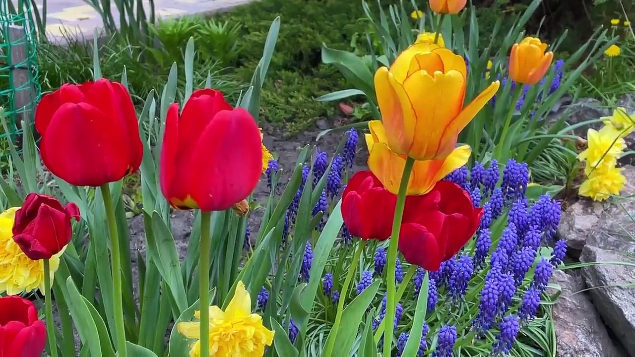 Сочный Люля-Кебаб из Баранины в Тандыре! Идеальный шашлык для друзей и близких