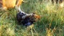 Fight To Death! Lions vs Hyenas! Surprise Animal Attacks