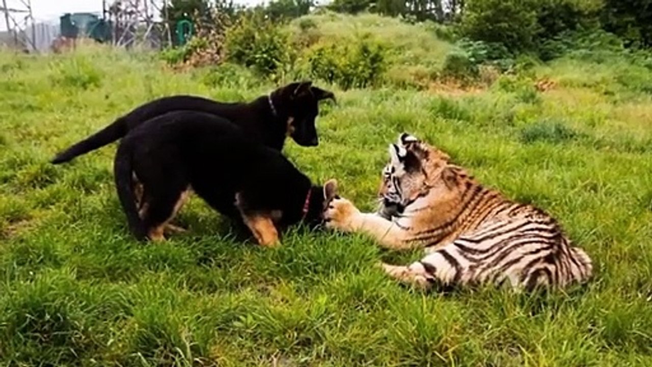 He Decided to Let a Shepherd Dog With a Tiger