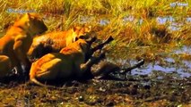 Herd buffalos rescues baby buffalo from lions! Animal Attacks