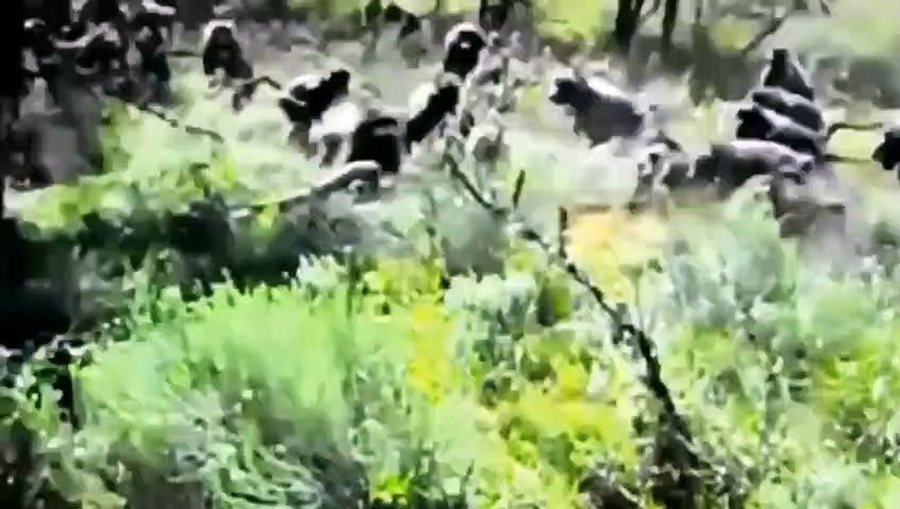 GIANT PYTHON ATTACK & HAS TWISTED CUNNING MONKEY IN A DEADLY EMBRACE