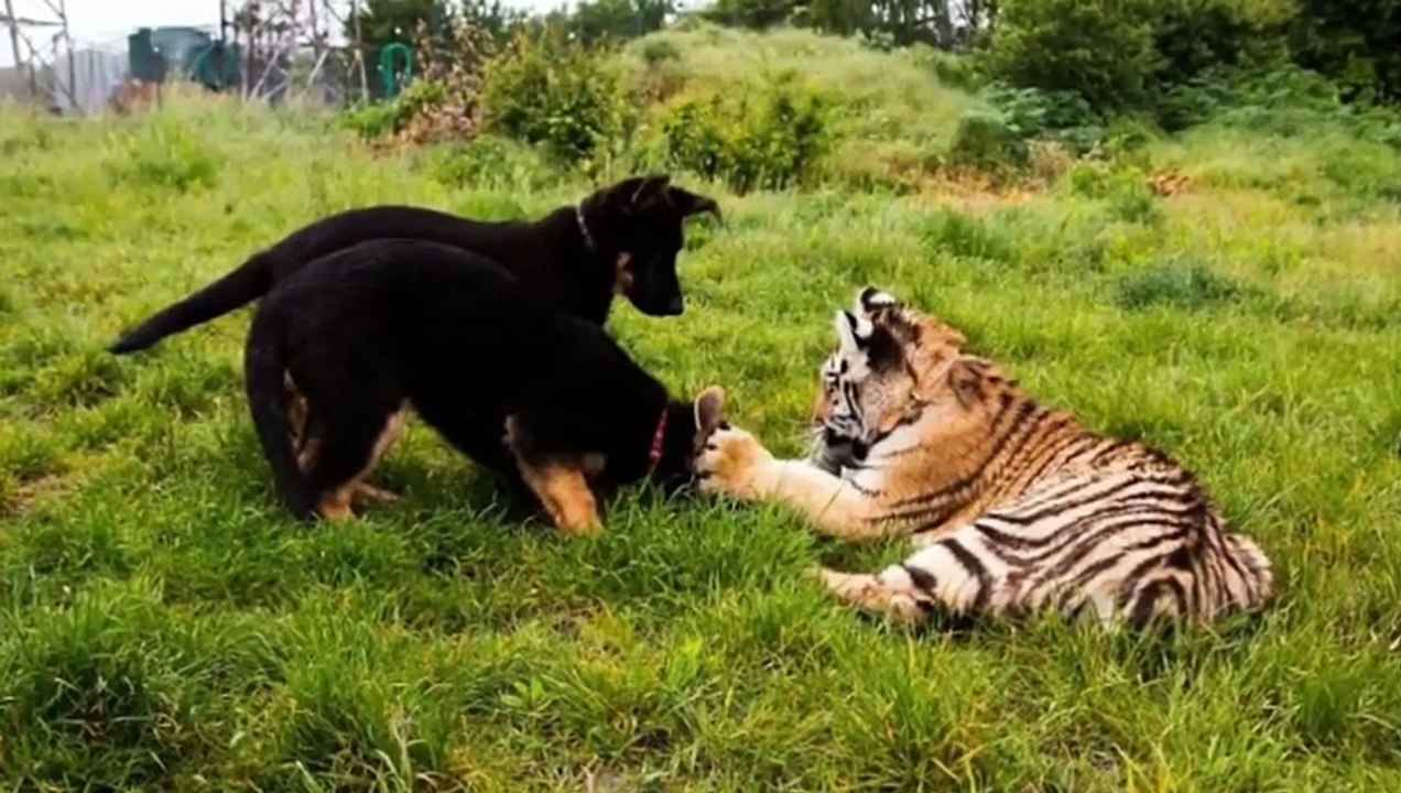 He Decided to Let a Shepherd Dog With a Tiger
