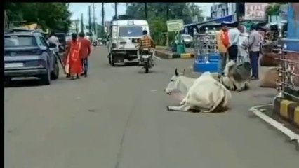छिंदवाड़ा: सड़कों पर बैठे मवेशी हादसों का अंदेशा जिम्मेदार नहीं दे रहे ध्यान...देखें खास खबर