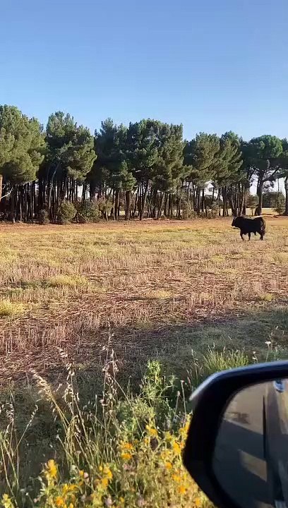 Buscan a un toro en Viana