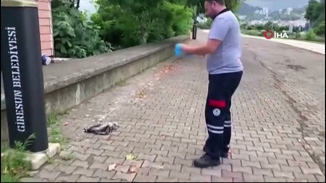 Yaralı martının imdadına belediye ekipleri yetişti