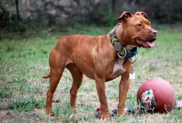 De Paola: "Manca la cultura cinofila, non servono le restrizioni"