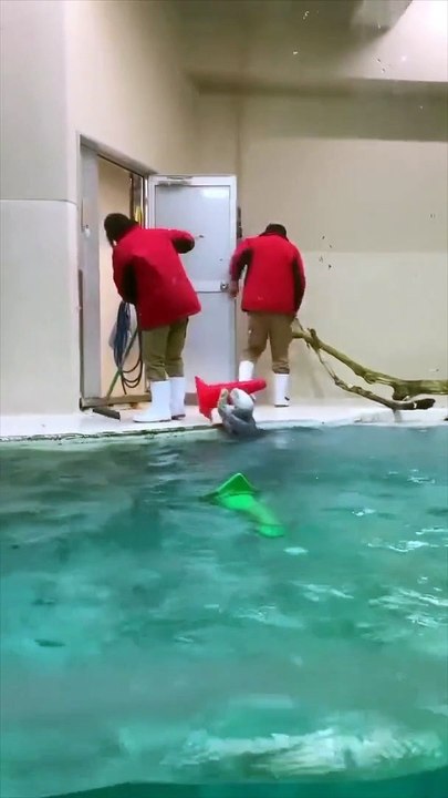 Meet Little helper | Dolphins Helping Humans - video Dailymotion