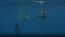 Intensity arises in deep blue sea as sneaky sea lion outsmarts sailfish by stealing its food