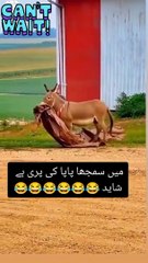 Very Funny donkey @ Uc profict