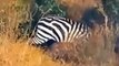 LIONS ATTACK! LIONS ARE ACUTELY AWARE OF POWERFUL BLOWS OF ZEBRA HOOVES