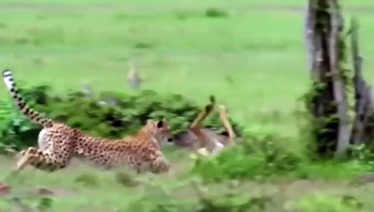 HERD ELEPHANTS STRANGLE CHEETAH & ATTACK CROCODILE TO SAVE IMPALA & BABY ELEPHANT