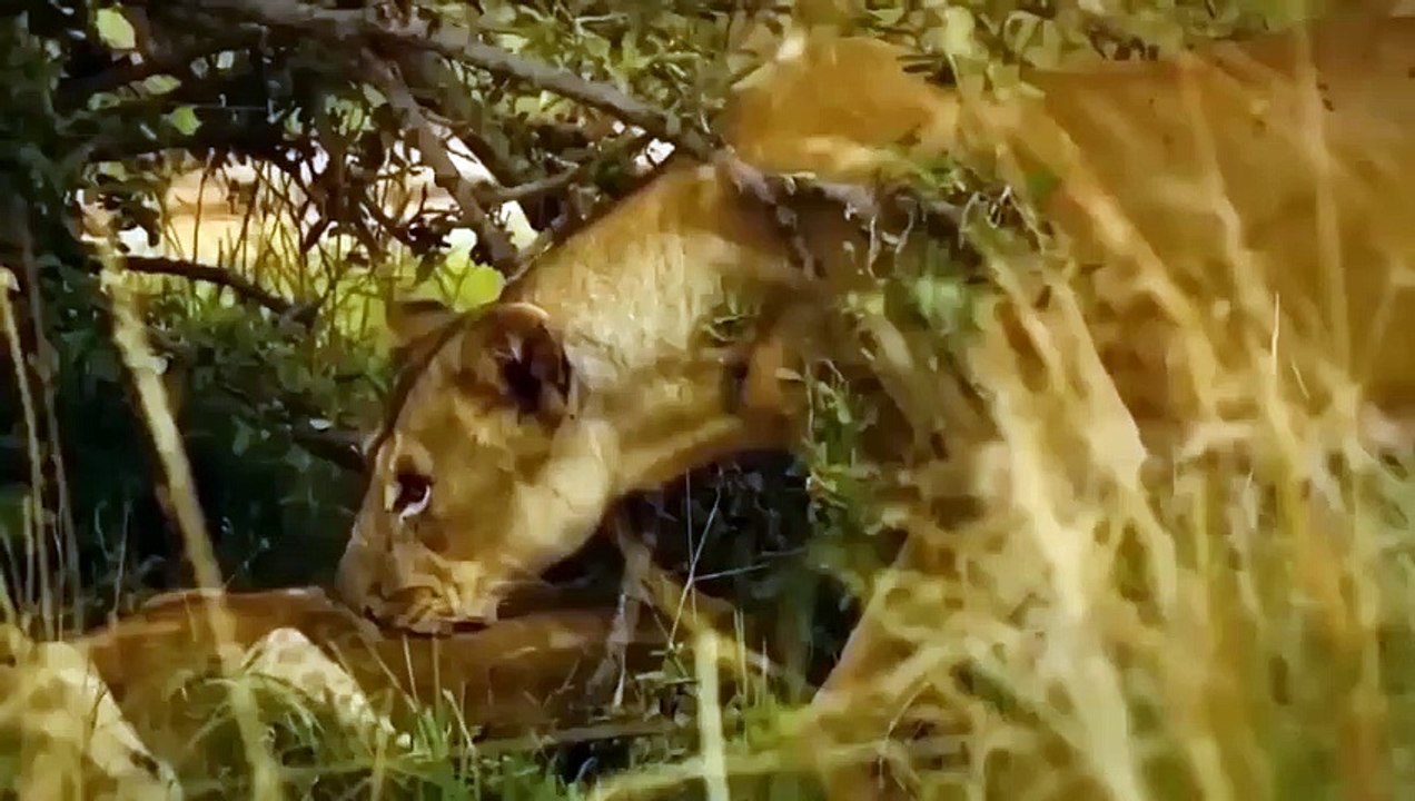 INCREDIBLE TRAGEDY! PRIDE LIONS INJURED AFTER BEING ATTACKED BY FEROCIOUS BUFFALOES