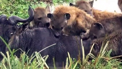 Hyenas attack and eat live buffalo! Animal Attacks