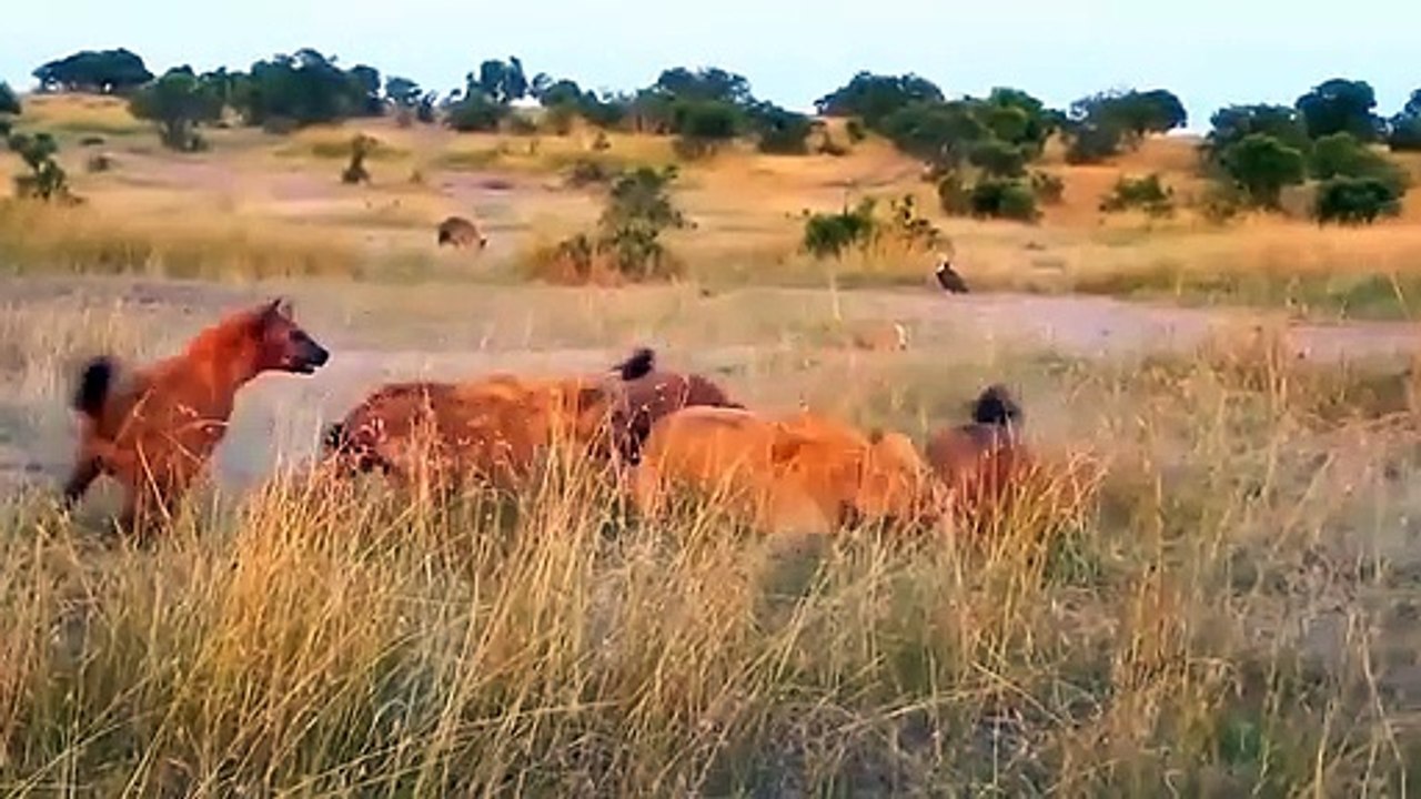 HYENA MASSACRE! DEADLY FIGHT OF AN ANGRY LIONS VS HYENAS