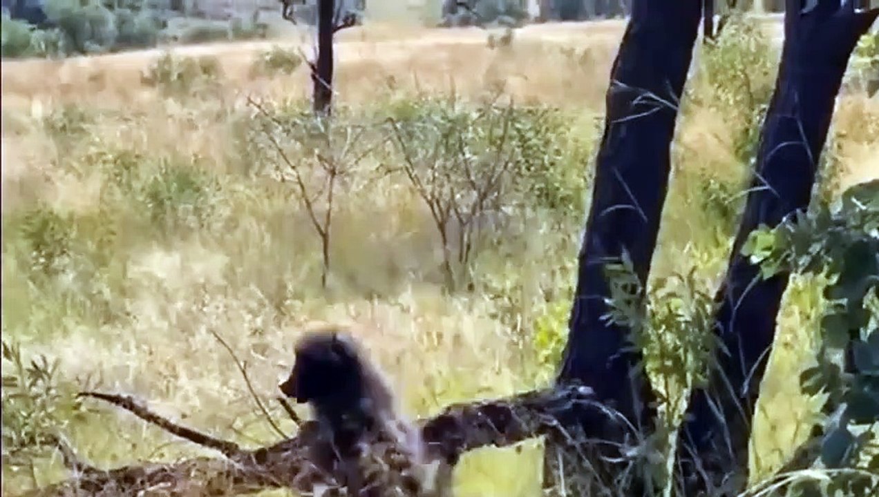 INCREDIBLE! ANGRY BABOONS ATTACK LEOPARD! LEOPARD MOTHER RESCUES HER CUB! LIONS FIGHTS