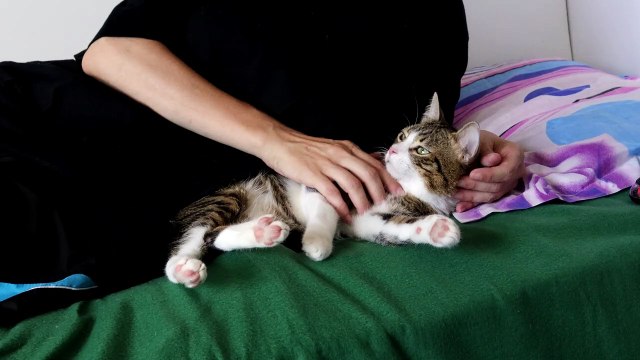 Little Cat Wants Pets (1)