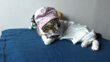 This Cat Wears Clothing (5)