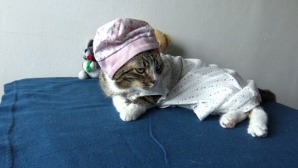 This Cat Wears Clothing (5)