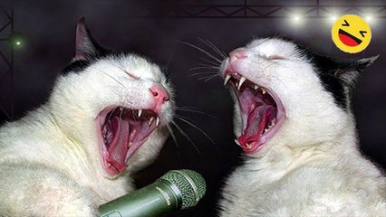 Best Funniest Animal Videos Of The Month-----#101-----أطرف مقاطع الفيديو الحيوانية لهذا الشهر