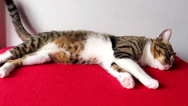 Cat Almost Fainted Due to the Heat (1)