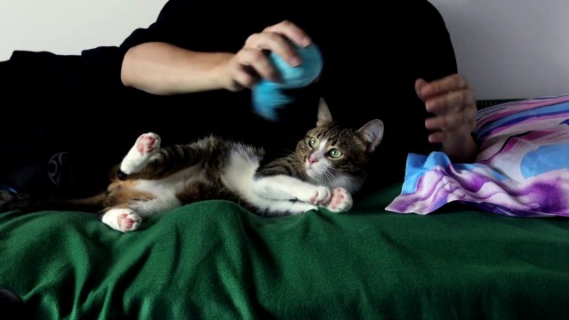 Little Cat Wants Pets (3)