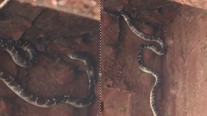 पहले ही बाढ़ की मार झेल रहे लोगों को 'लोहा पुल' में दिखा जहरीला सांप, सामने आया VIDEO