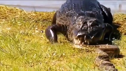 Most Dangerous Animal Attacks & Fights