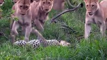 MAD CROCODILE'S DEATH GRIP LEAVES NO CHANCE FOR VICTIM! DEADLY FIGHTS LEOPARDS VS LIONS