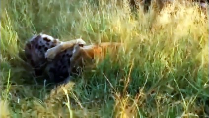 OMG! FEROCIOUS WARTHOG PARENTS IS DETERMINED ATTACK LION TO GET THEIR BABY BACK