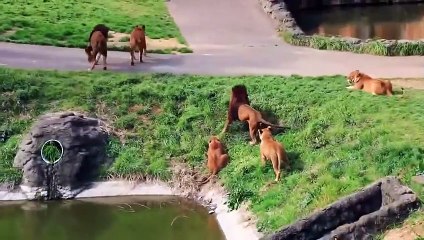 OMG! DECISIVE BATTLE FOR TERRITORY! A HUGE PACK OF ANGRY HYENAS ATTACKS PRIDE OF LIONS
