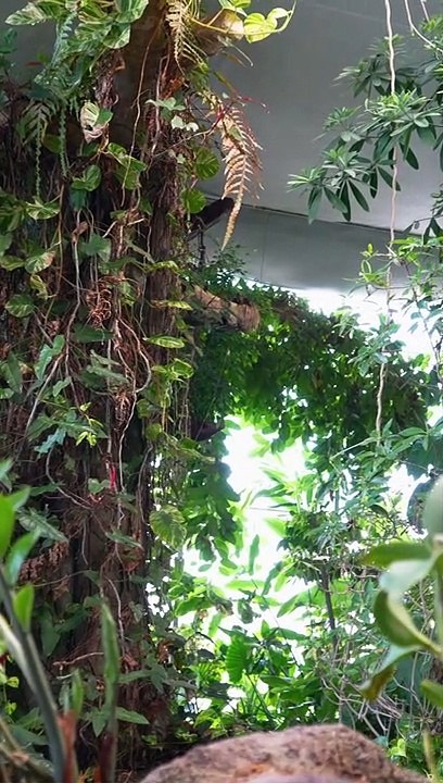 Des insectes dans un AQUARIUM ? 