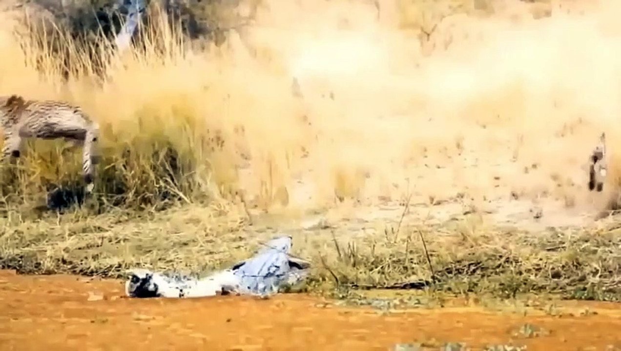 OMG! GIANT CROCODILES AND LIONS TREACHEROUSLY ATTACK CHEETAHS WHILE HUNTING