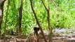 OMG! MONKEY THROWS STONES CONTINUOUSLY AT TIGER WHEN ATTACKED! ANIMAL FIGHTS